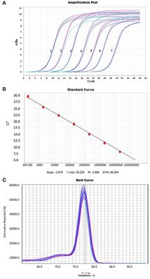 Establishment of a Real-Time Quantitative PCR Assay for Porcine Circovirus-Like Virus and the First Evidence of Its Spread to Hainan and Jiangxi Provinces of China